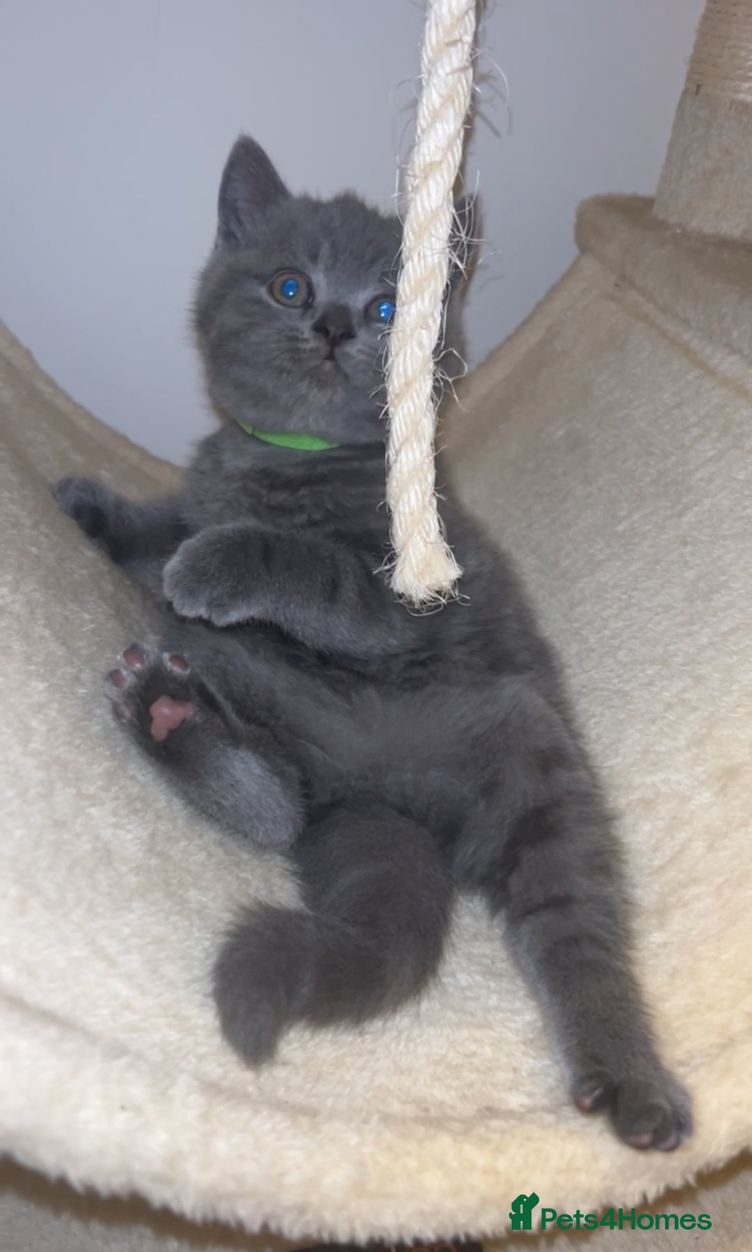 British Shorthair cats for sale: Beautiful BSH Kittens - Ready to leave ASAP - Image 20