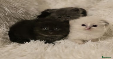 Persian cats - Advert 2