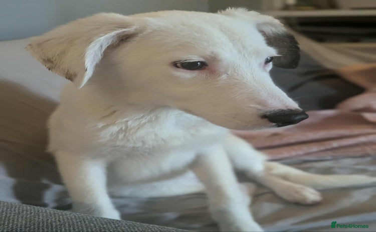 Mixed Breed dogs - Advert 5