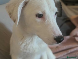 Mixed Breed dogs Kira for adoption - Advert 18