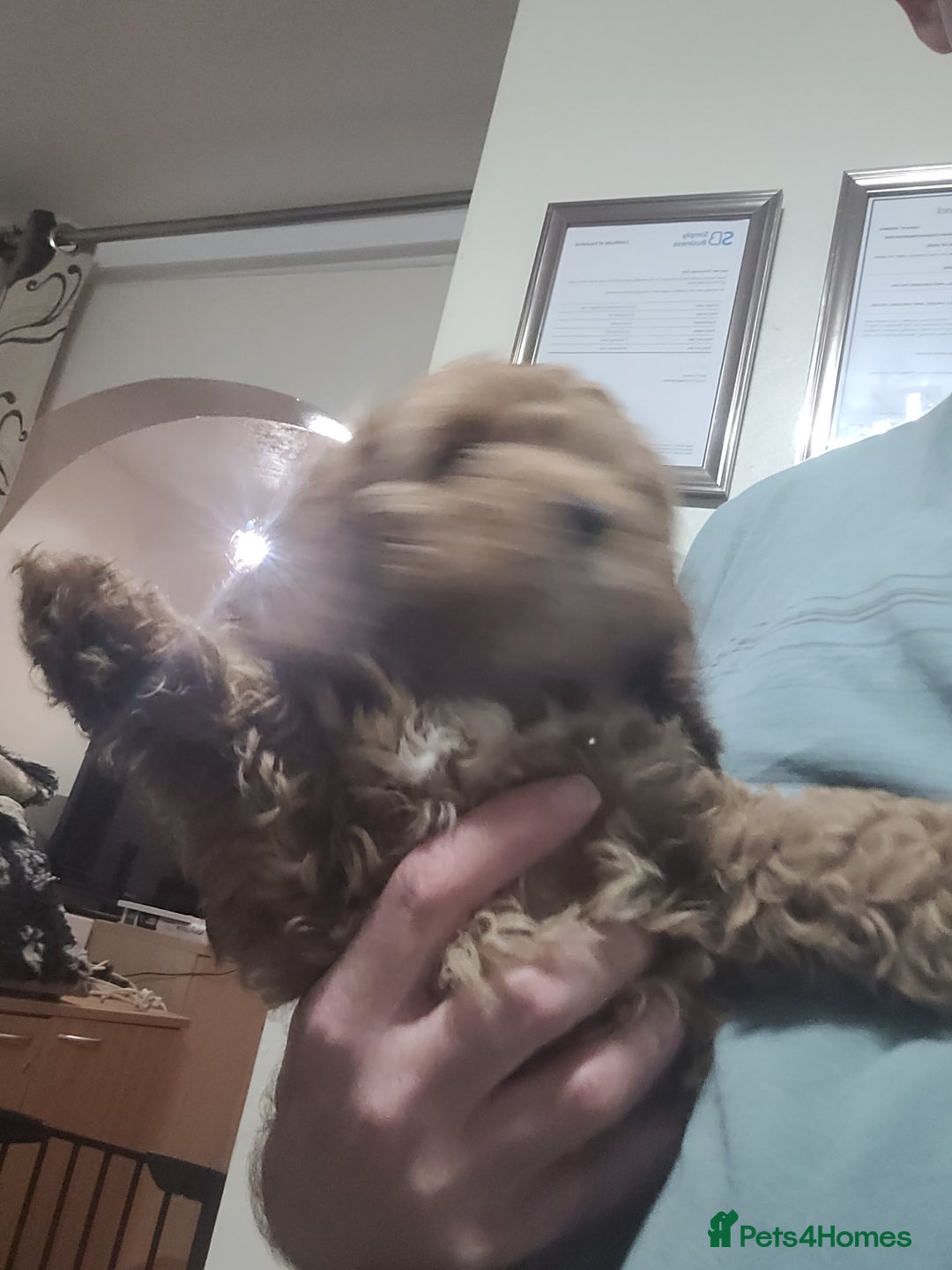 Cockapoo dogs for sale: Cockapoo pups  - Image 3