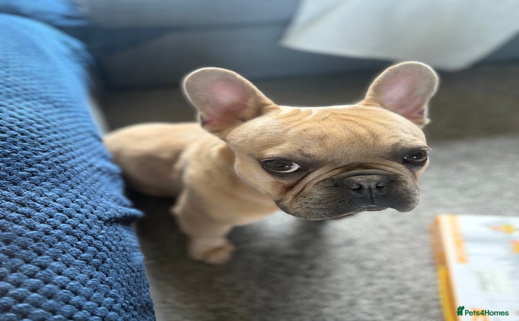 French Bulldog dogs - Advert 7