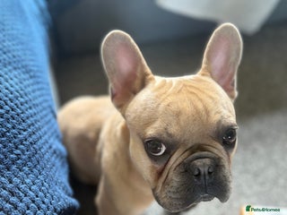French Bulldog dogs - Advert 5