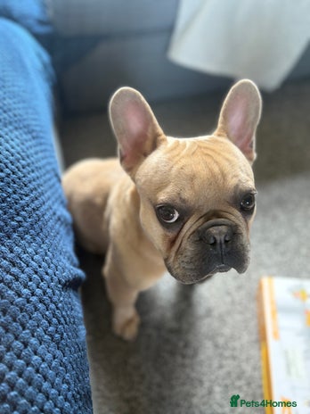 French Bulldog dogs - Advert 14
