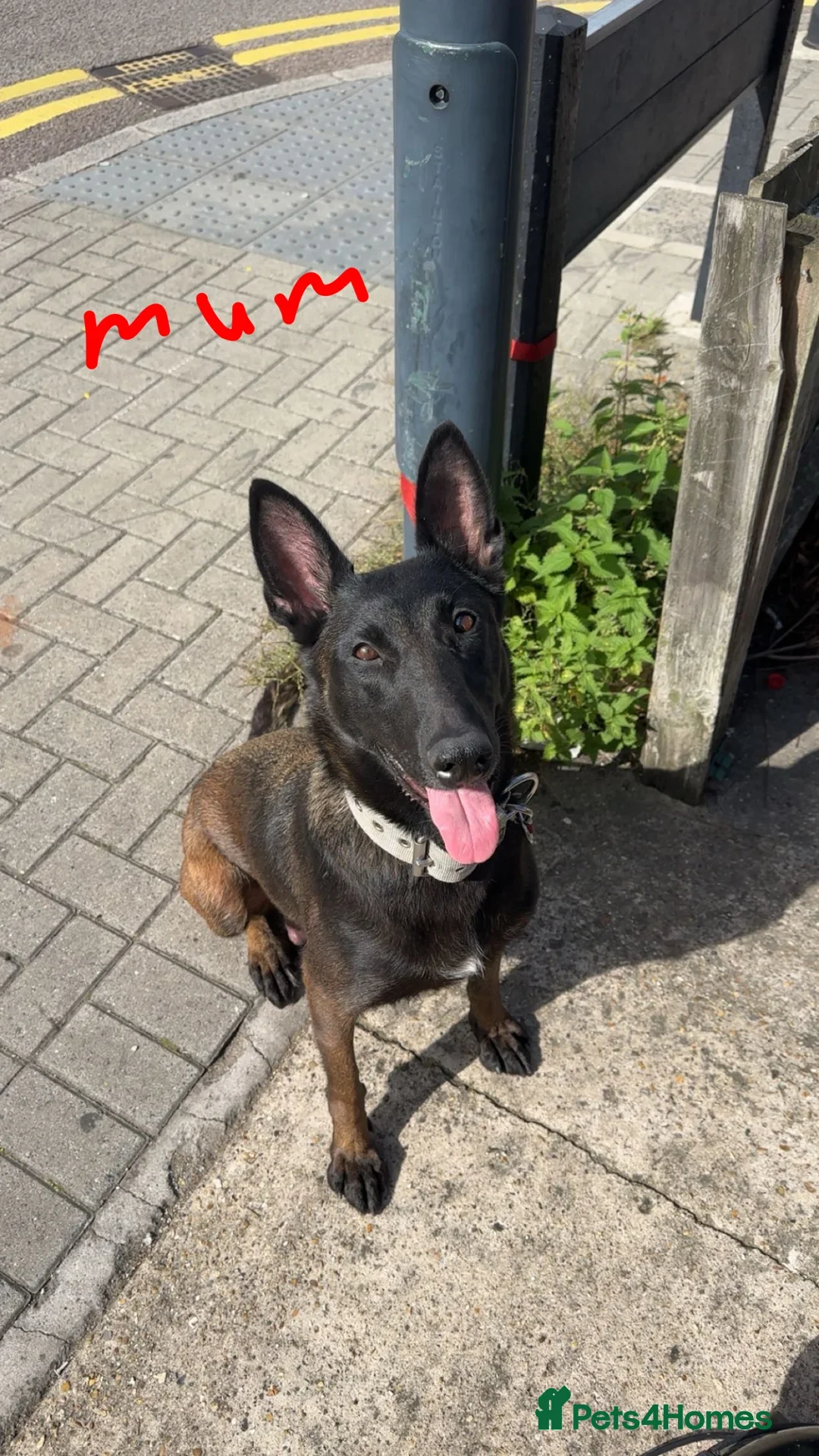 Belgian Shepherd Dog dogs for sale: Belgium malanios puppy for sale  - Image 8