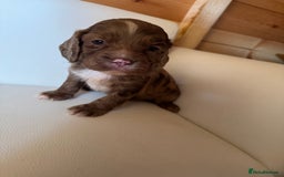 Cocker Spaniel dogs for sale: Cocker spaniel puppies - Image 1