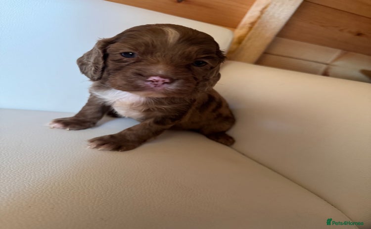 Cocker Spaniel dogs - Advert 1