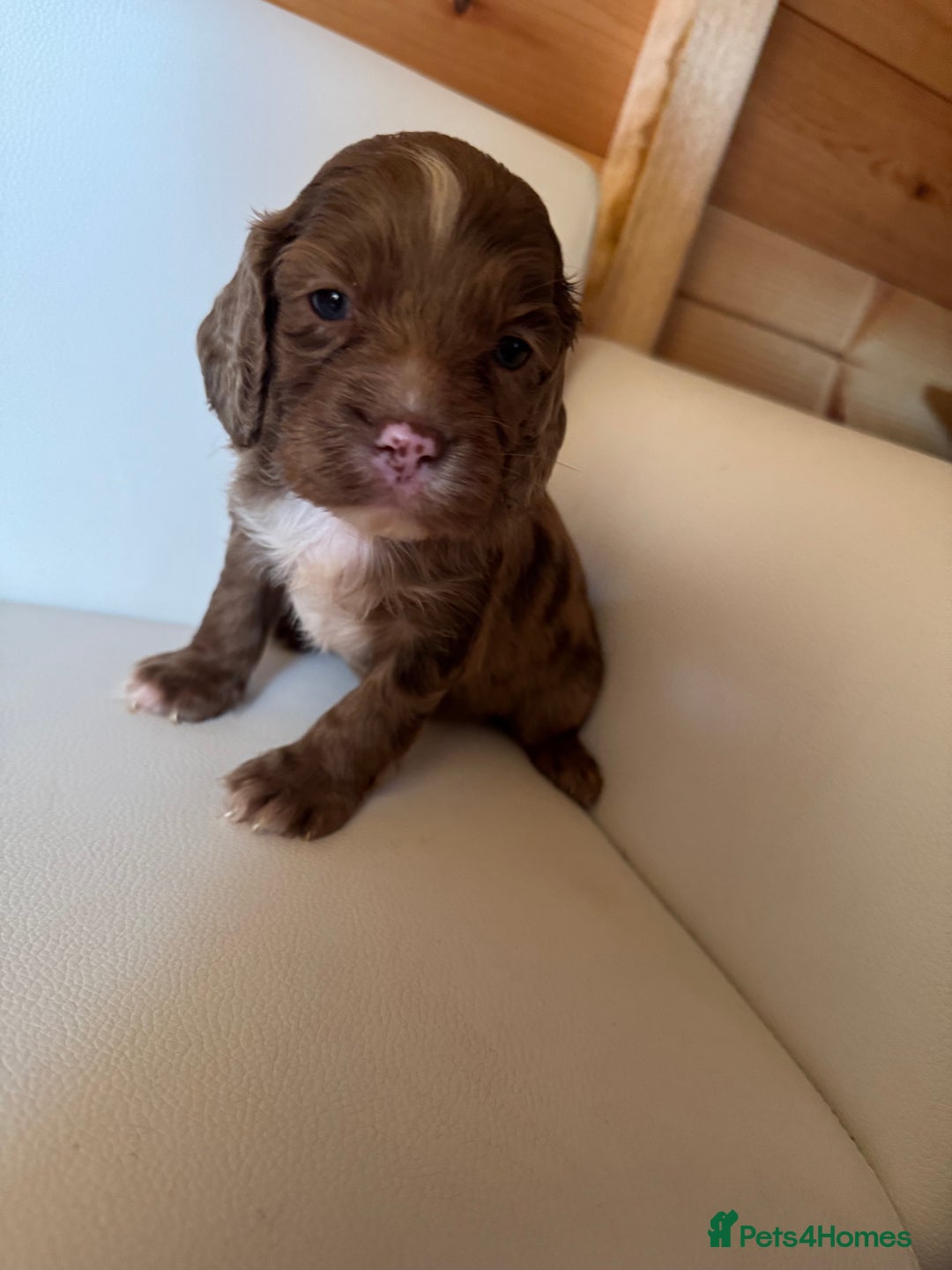 Cocker Spaniel dogs for sale: Cocker spaniel puppies - Image 1