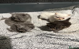 Persian cats for sale: 4 stunning persian kittens  - Image 9
