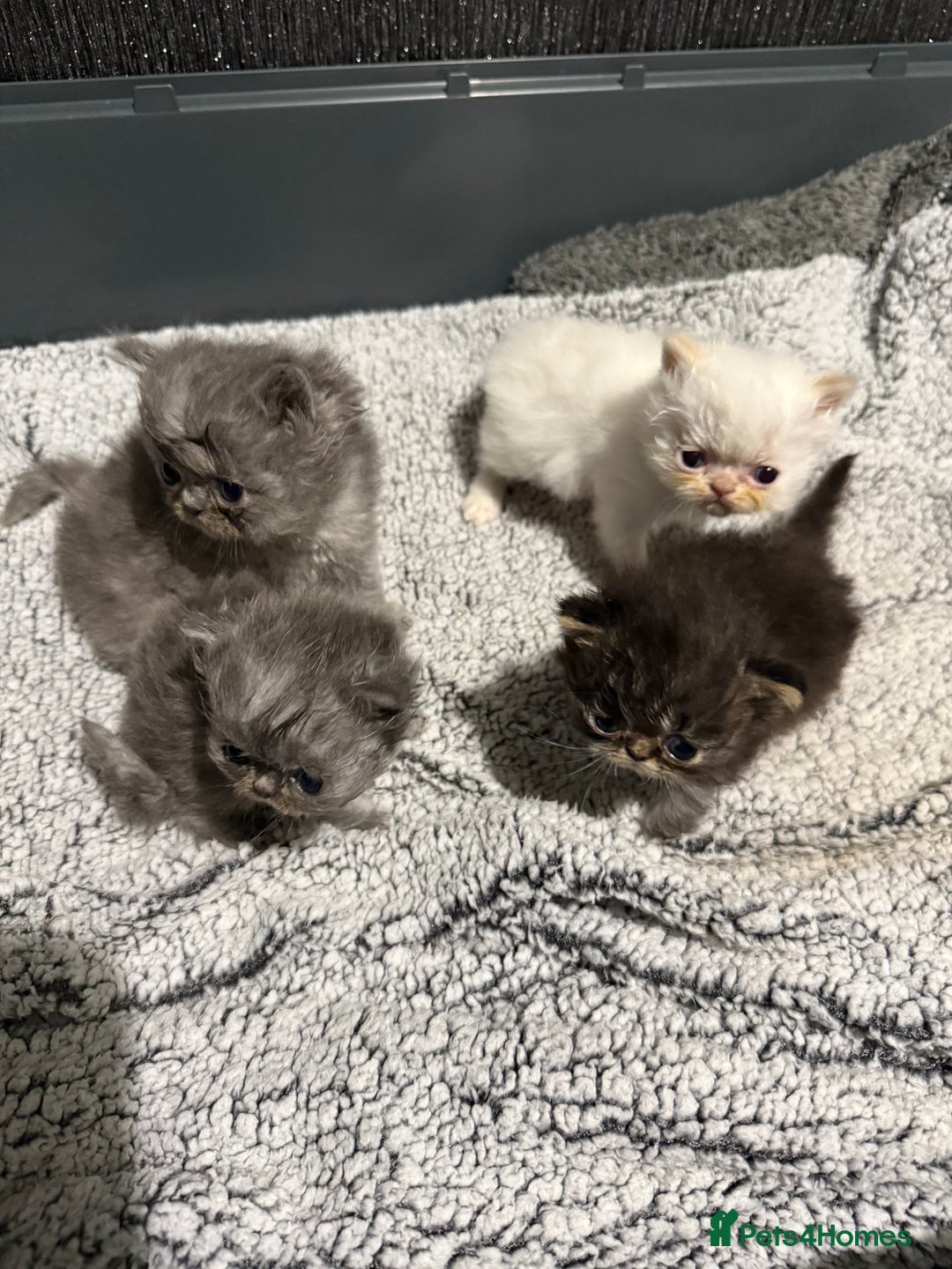 Persian cats for sale: 4 stunning persian kittens  - Image 9