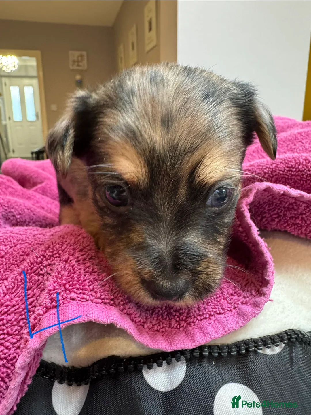 Chorkie dogs for sale: Chorkie Merle puppies ready from 5th March  - Advert 10