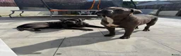 Cane Corso dogs for sale: CANE CORSO PUPPIES CHAMPION BLOODLINE PEDIGREE  - Advert 5