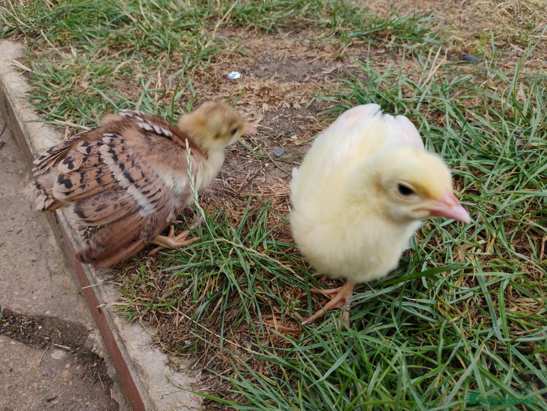Peafowl poultry for sale: 3 Pea Chicks - Image 5