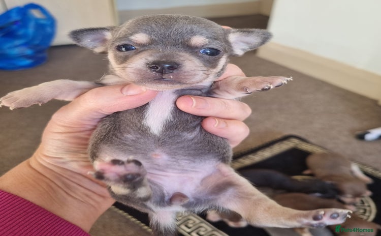 Chihuahua dogs - Advert 13