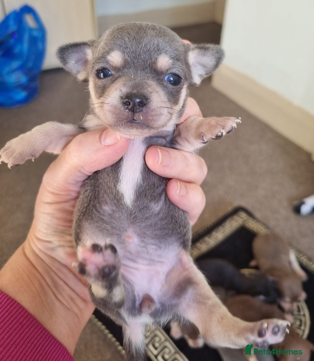 Chihuahua dogs for sale: Beautiful Chihuahua puppies  - Image 1