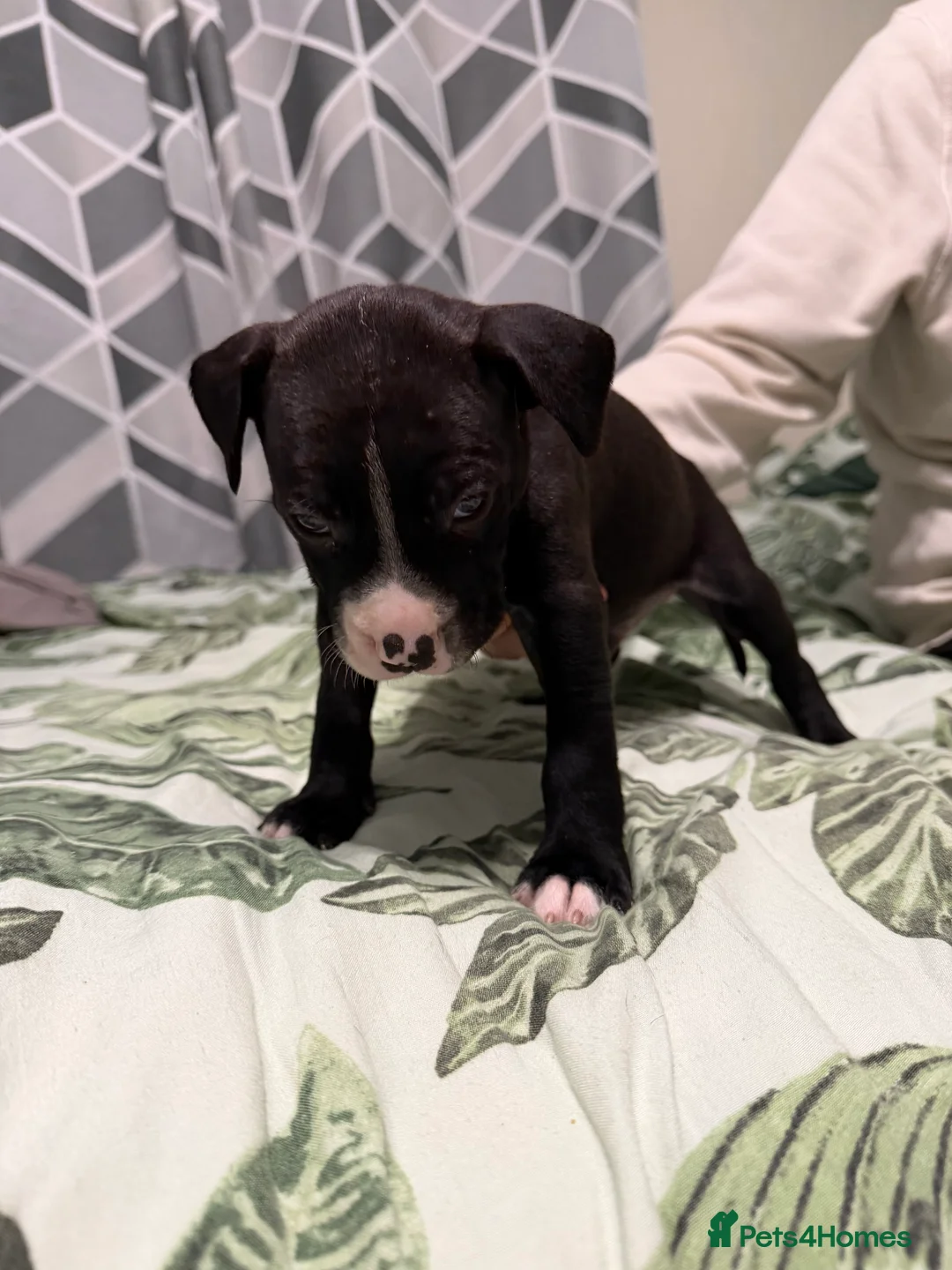 Mixed Breed dogs for sale: Puppies In Need Of New Home in Stoke-on-Trent - Advert 9