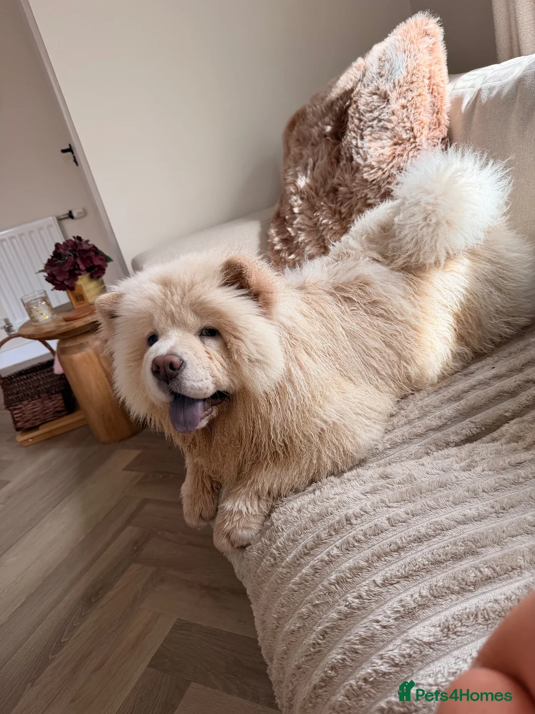 Chow Chow dogs for sale: 8 month old Bear  in Penarth - Advert 5
