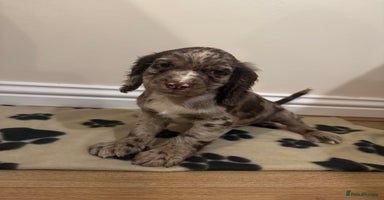 Cocker Spaniel dogs - Advert 4