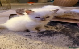 Ragdoll cats for sale: Beautiful Dolls  - Advert 17