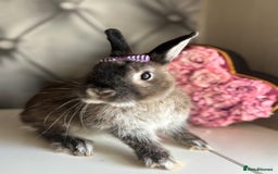 Netherland Dwarf rabbits for sale: Pure bred netherland dwarf babies  - Image 18
