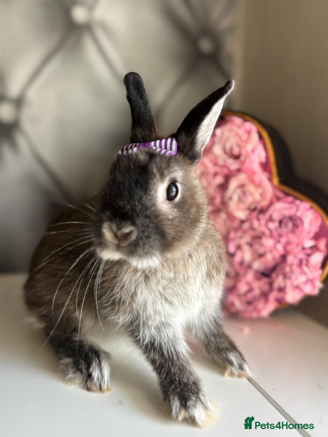 Netherland Dwarf rabbits for sale: Pure bred netherland dwarf babies  - Image 18
