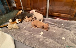 Italian Greyhound dogs for sale: ITALIAN GREYHOUND PUPPIES  - Advert 18