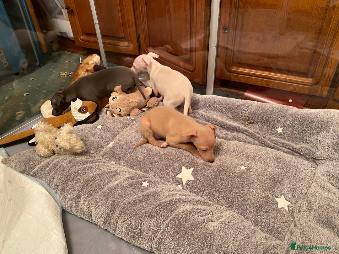 Italian Greyhound dogs for sale: ITALIAN GREYHOUND PUPPIES  - Advert 18