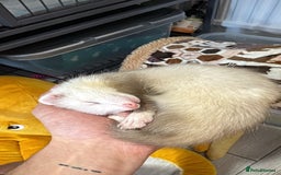 Ferret rodents for sale: 9 Week old male and female ferret (inc everything) - Image 4