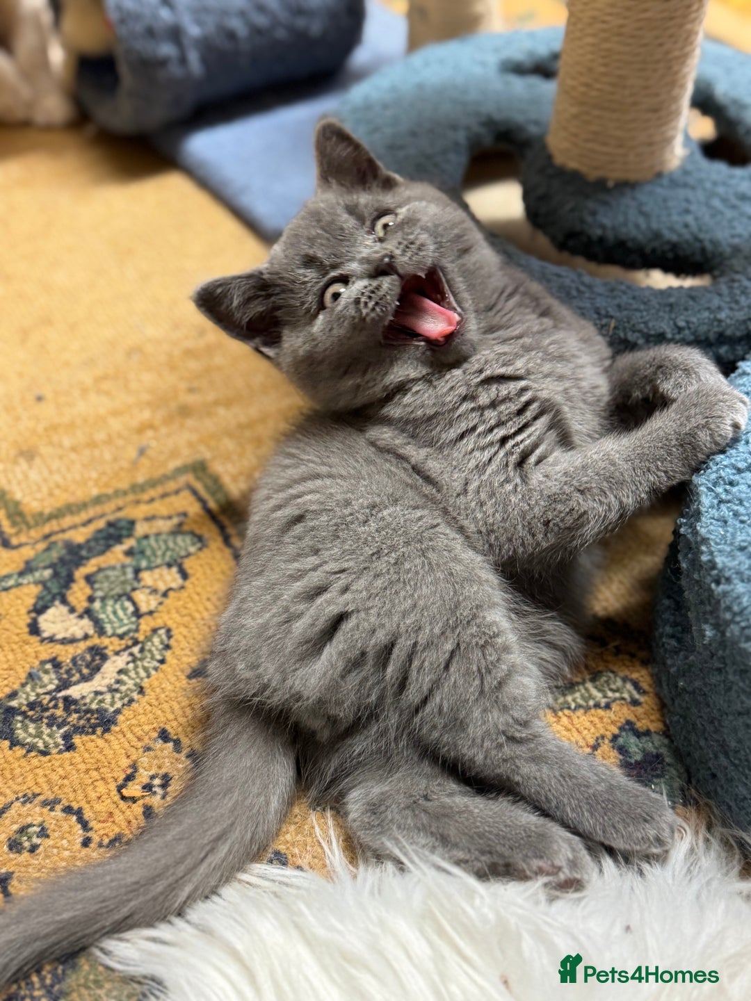 British Shorthair cats for sale: Incredible GCCF British shorthaired kittens  - Image 12