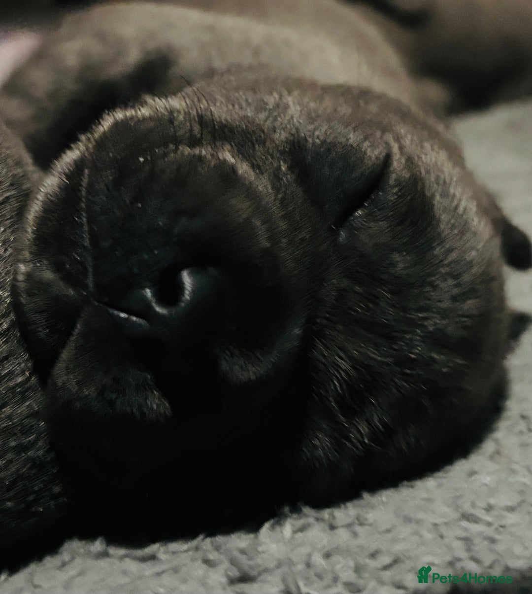 Staffordshire Bull Terrier dogs for sale: KC Registered Blue Staffordshire bull terrier - Image 20