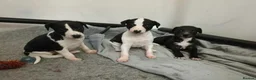 Whippet dogs for sale: Whippet Puppies in Aberdeenshire in Ellon - Advert 1