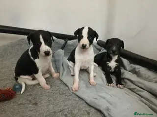 Whippet dogs Whippet Puppies in Aberdeenshire - Advert 4