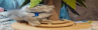 British Longhair 1
