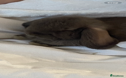 Mini Lop rabbits for sale: Mini lop for sale - Image 5