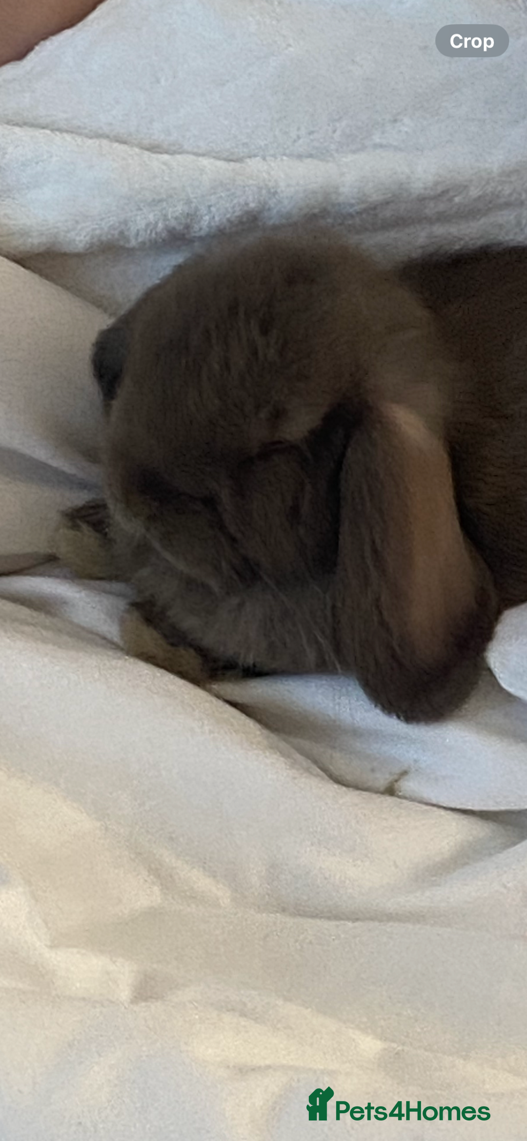Mini Lop rabbits for sale: Mini lop for sale - Image 5