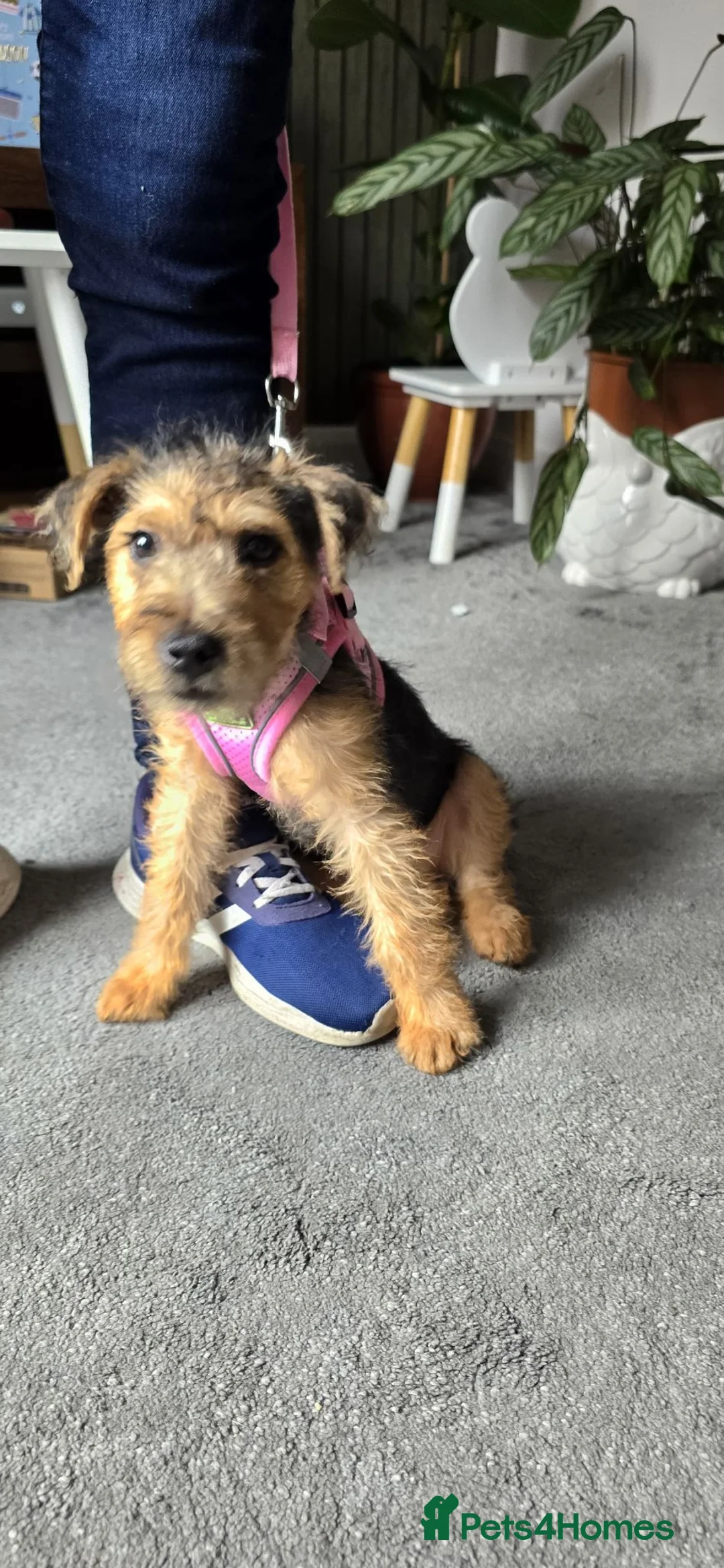 Lakeland Terrier dogs for sale: 5th puppy  - Advert 5