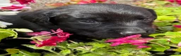 Springador dogs for sale: Beautiful Springador Puppies  - Advert 5