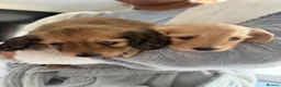 Miniature Dachshund dogs for sale: Exceptional KC Registered Miniature Dachshunds  - Advert 7