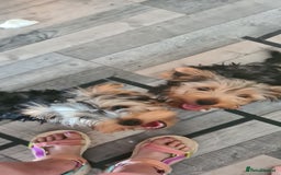 Yorkshire Terrier dogs for sale: Sweet natured boys - Image 5