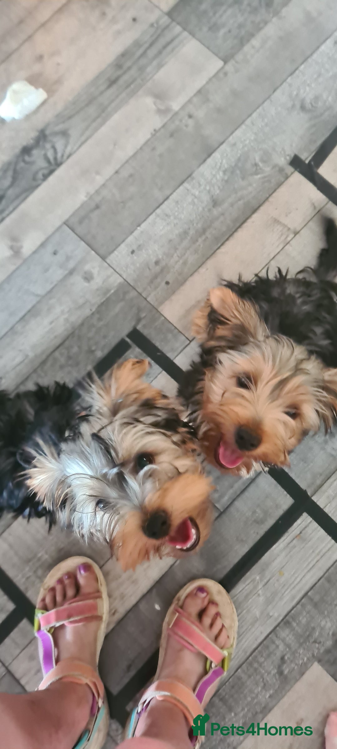 Yorkshire Terrier dogs for sale: Sweet natured boys - Image 5