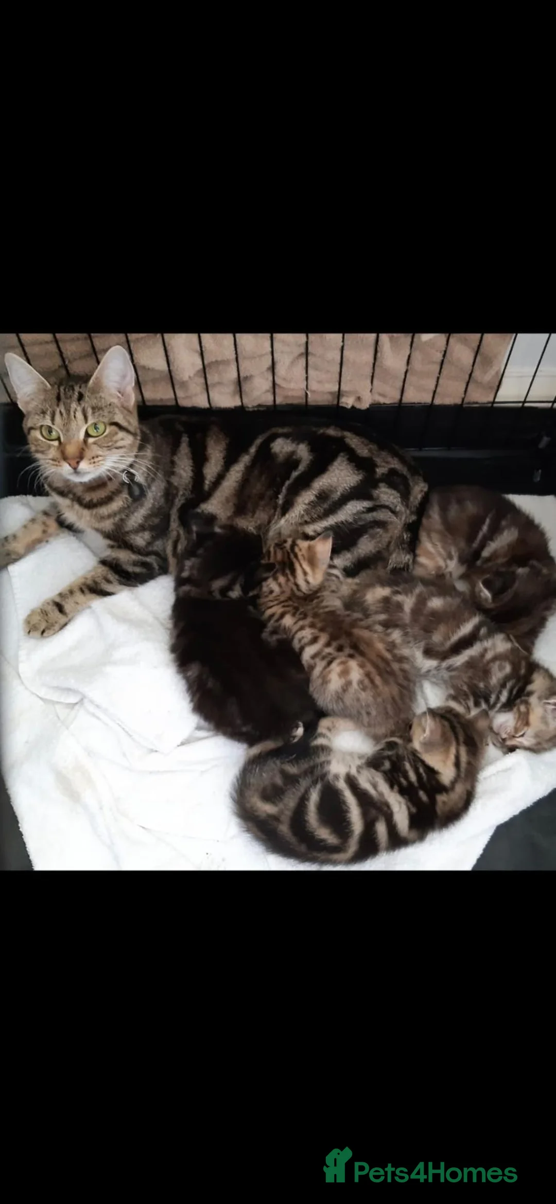 Mixed Breed cats for sale: Gorgeous Pure Tabby healthy kittens - Advert 15