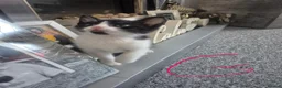 Mixed Breed cats for sale: Kittens - Advert 9