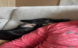 Mixed Breed dogs for adoption: Pepper  - Image 3