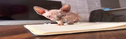 Sphynx cats for sale: Sphynx kittens  - Advert 3