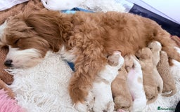 Cavapoo dogs for sale: 1 Female 4 Male - Image 11