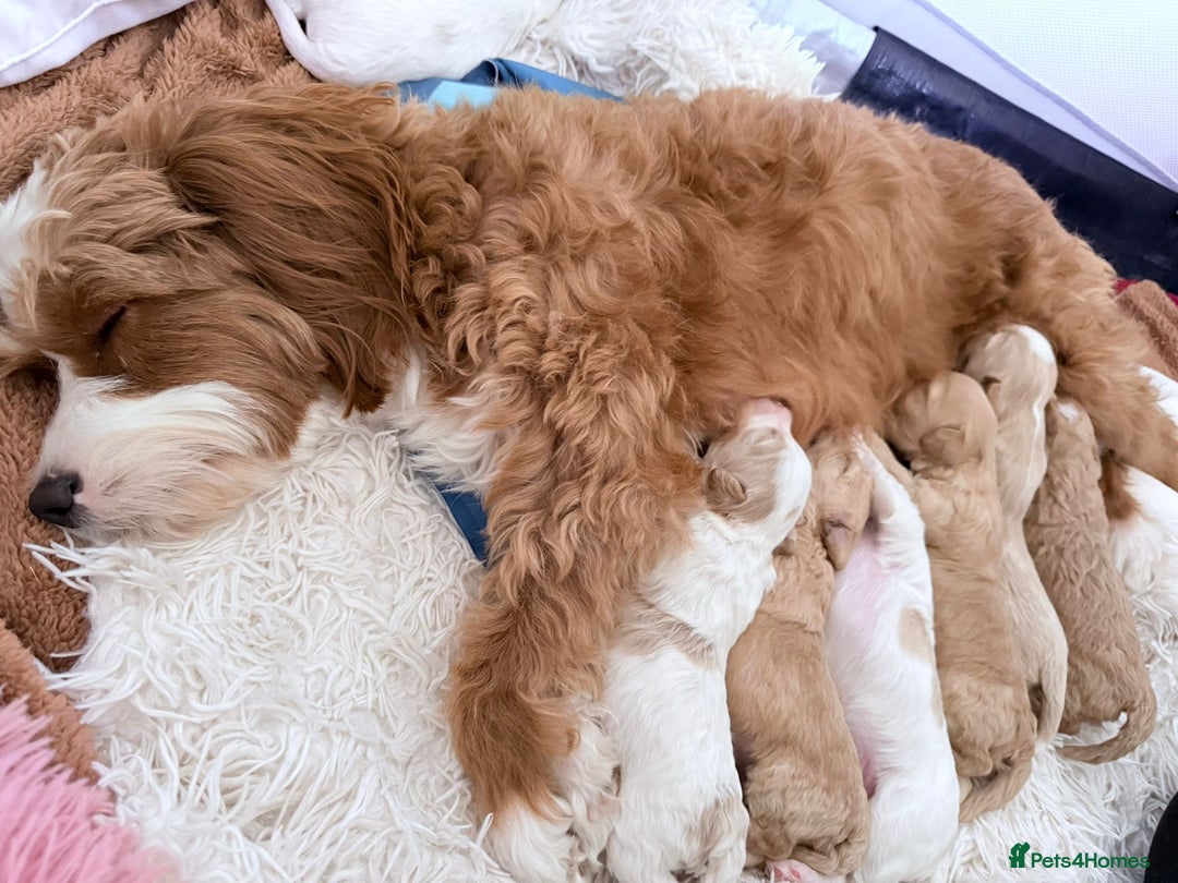 Cavapoo dogs for sale: 1 Female 4 Male - Image 11