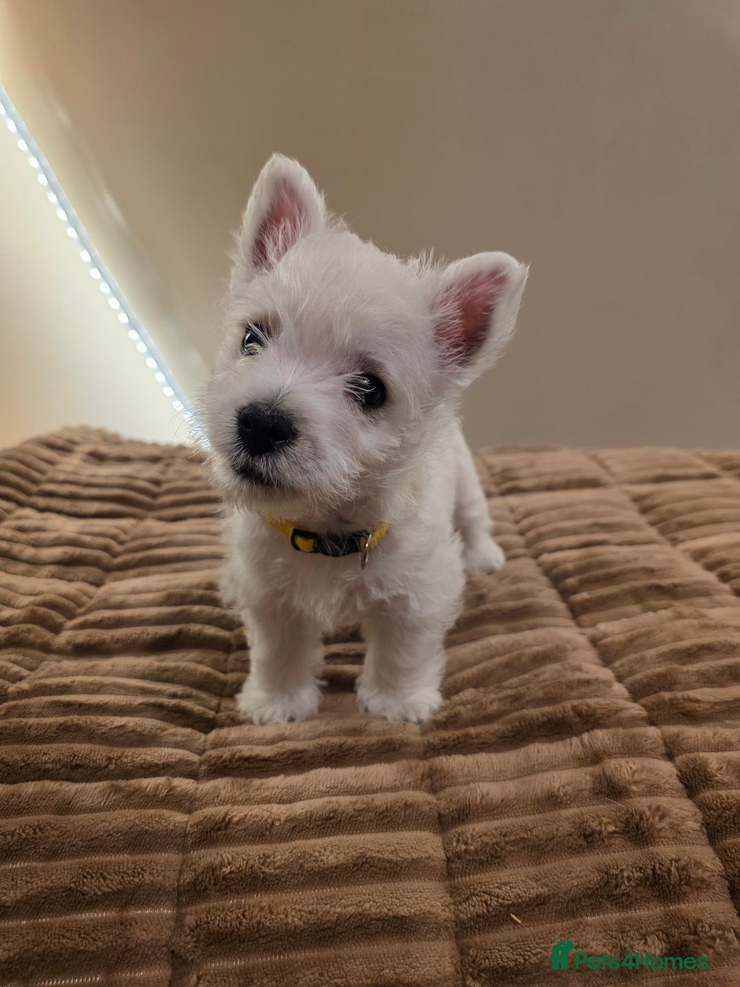 West Highland Terrier dogs for sale: Pure Westies Kc registered  - Advert 7