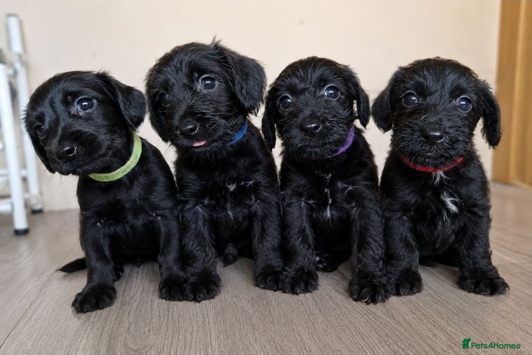 Doxiepoo dogs Ready now - Advert 1