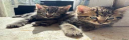 Mixed Breed cats for sale: Kittens in Cullompton - Advert 1
