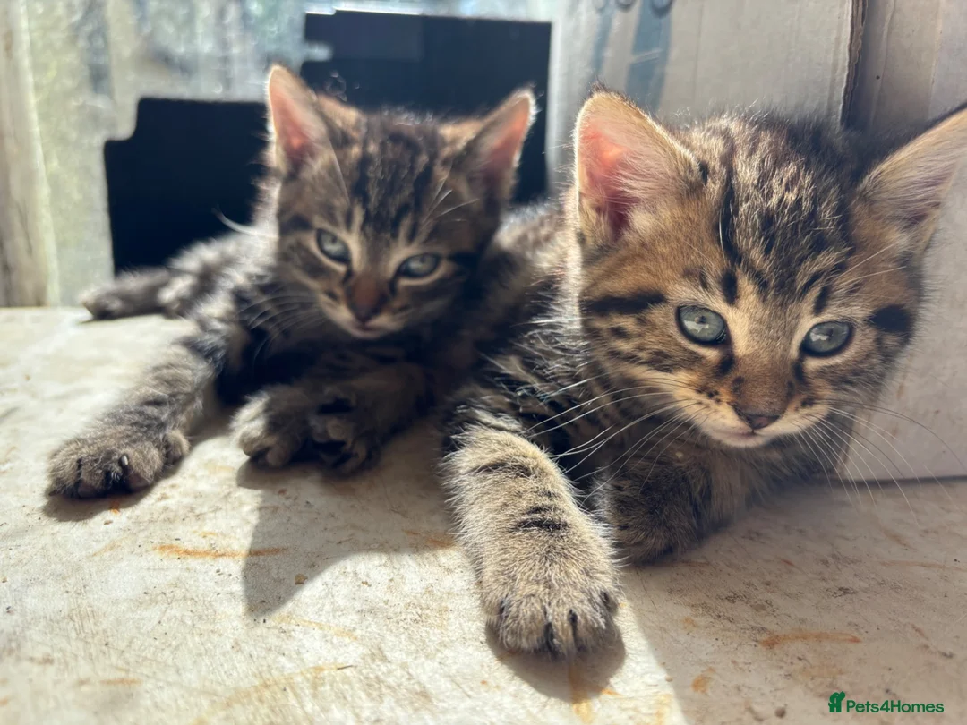 Mixed Breed cats for sale: Kittens in Cullompton - Advert 1